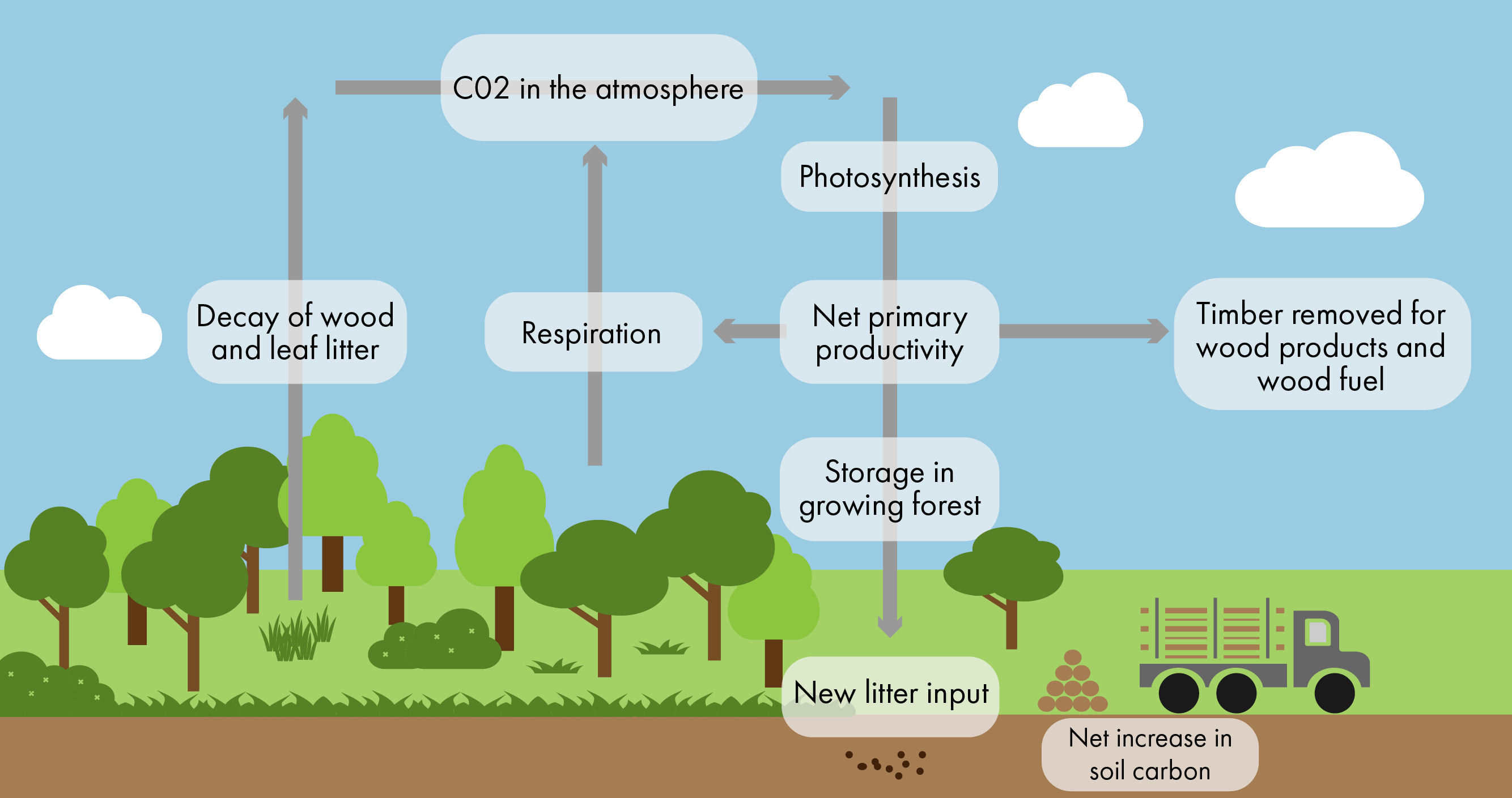 Trees can remove CO2 from the atmosphere and store it. The stored CO2 can later be released either through decaying biomass as litter (foliage, deadwood etc.) or absorbed in the soil