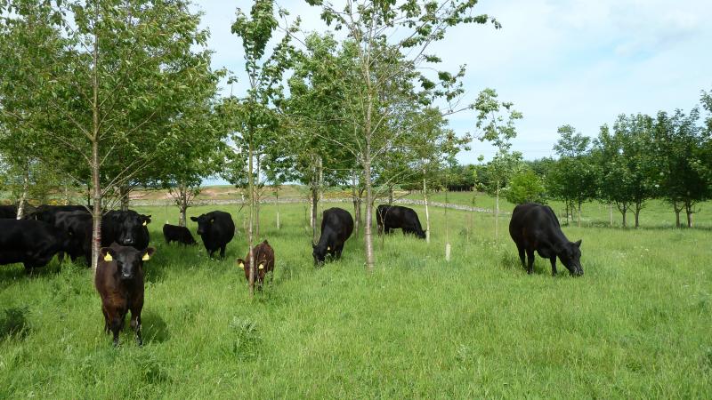 Silvopastural land use allows forestry and grazing to co-exist