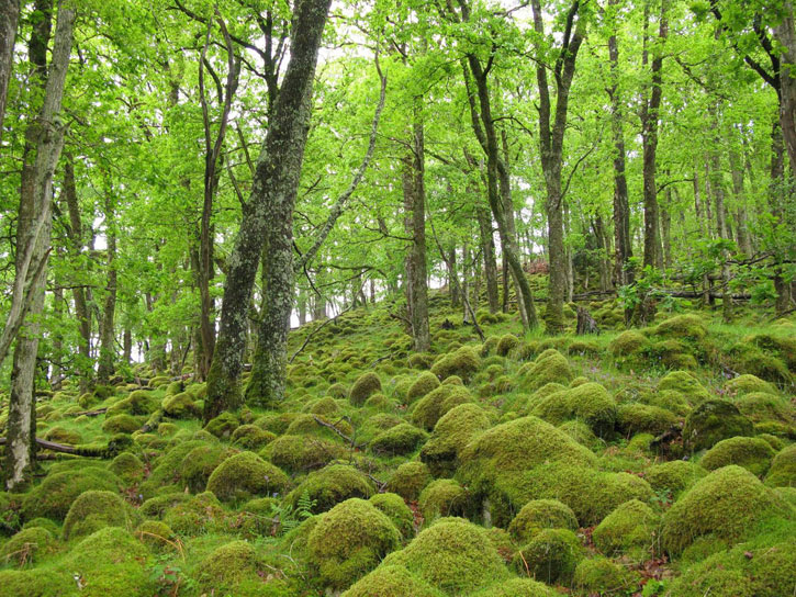 Atlantic woodlands, located mostly in the West Highlands and Argyll have 'global significance', not just for trees but also mosses, liverworts, lichens, fungi and ferns