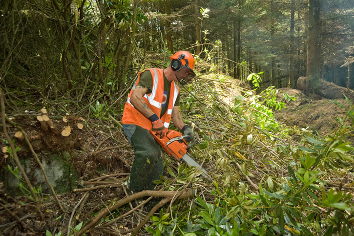 Rhododendron control using a chainsaw
