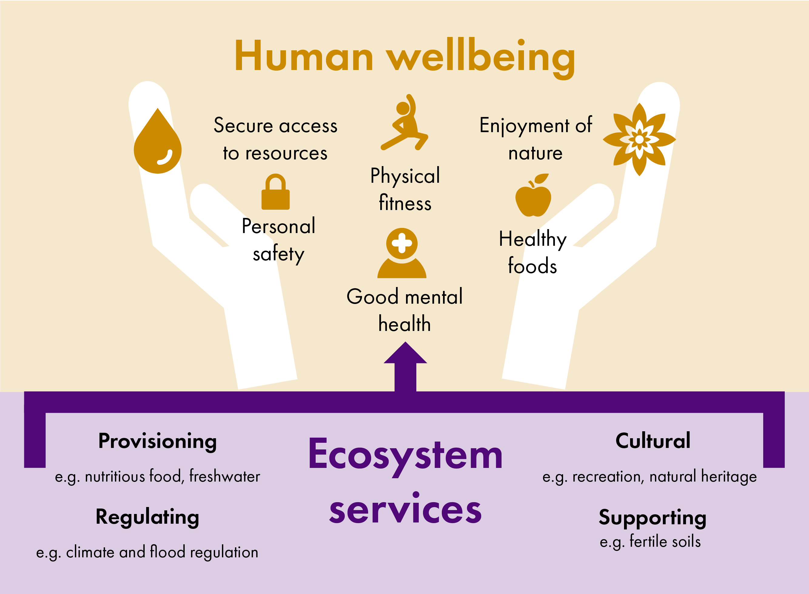 Diagram showing how ecosystem services such as nutritious food, opportunities for recreation, climate and flood regulation and fertile soils support human wellbeing. Aspects of human wellbeing include secure access to resources, personal safety, physical fitness, good mental health, enjoyment of nature and healthy foods.