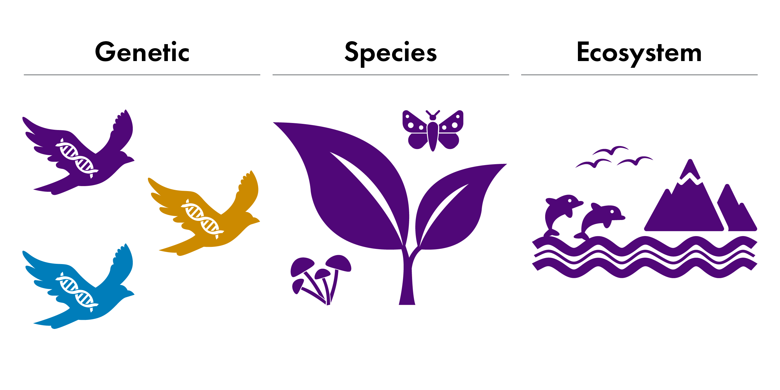Image showing genetic diversity, diversity between species, and diversity of ecosystems. Together these three levels of variation are known as 'biodiversity'.