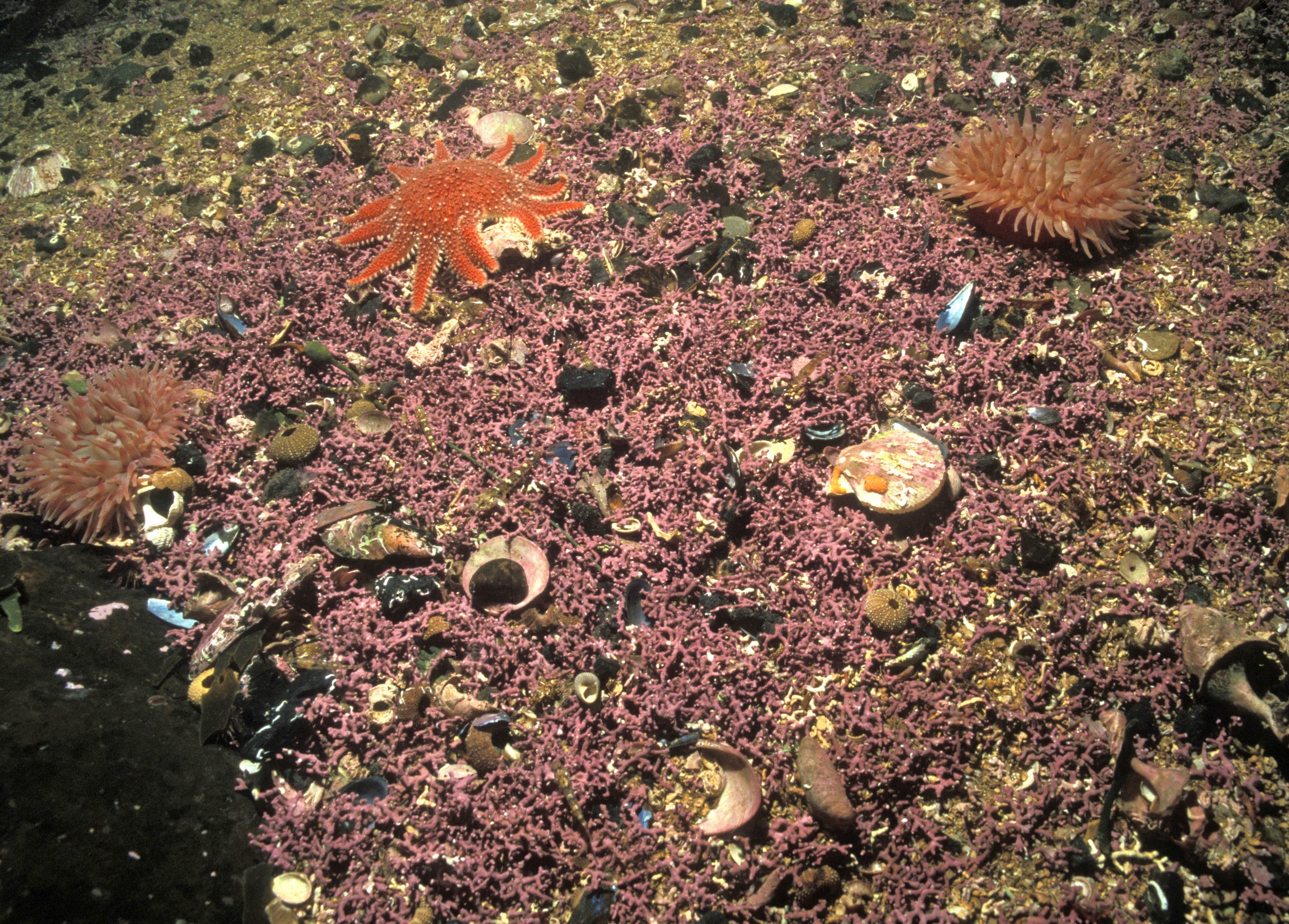 Photographic image of pink-purple maerl bed on coarse gravel