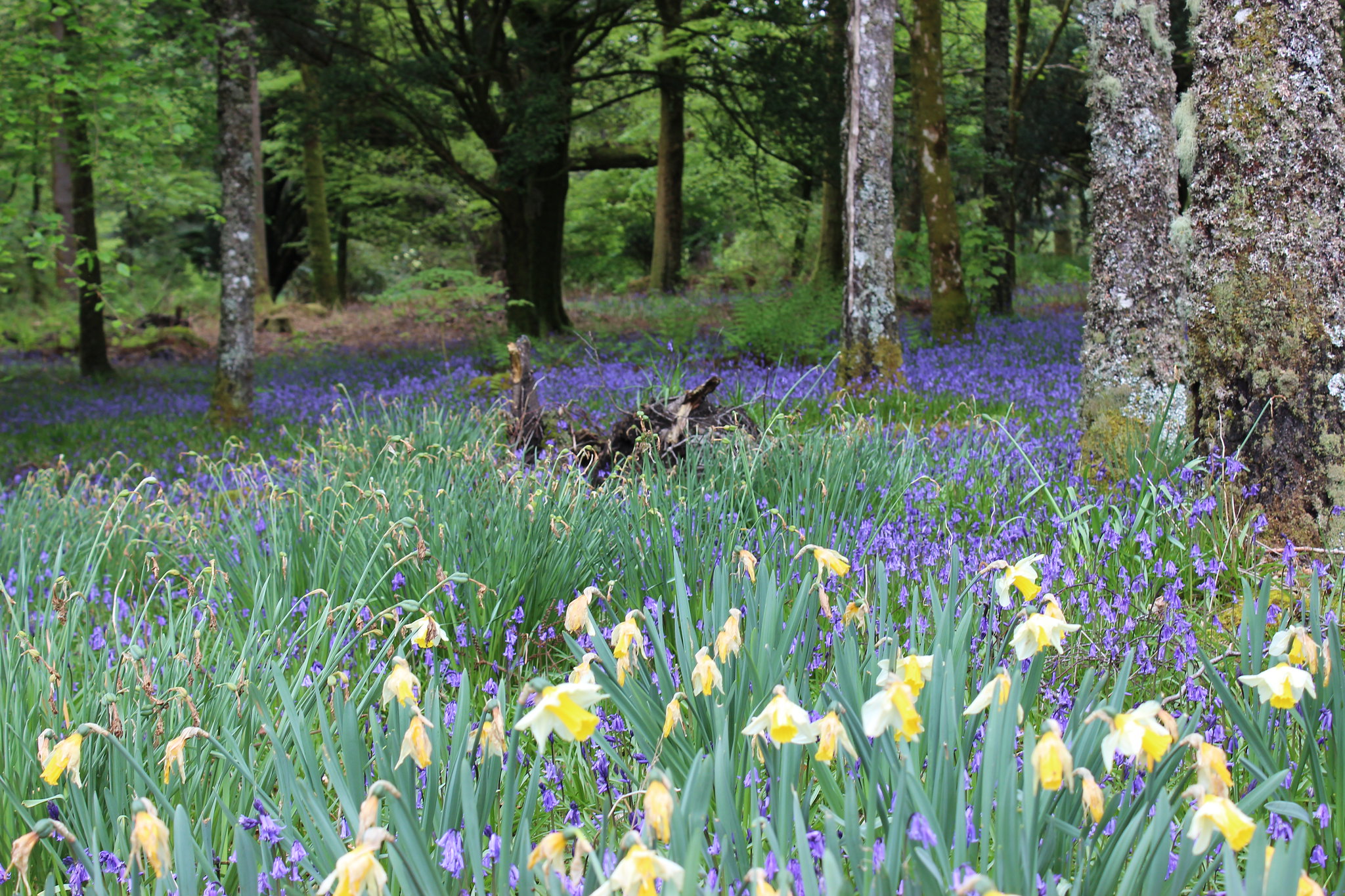 Image of a woodland in the spring with a carpet of bluebells and daffodils.