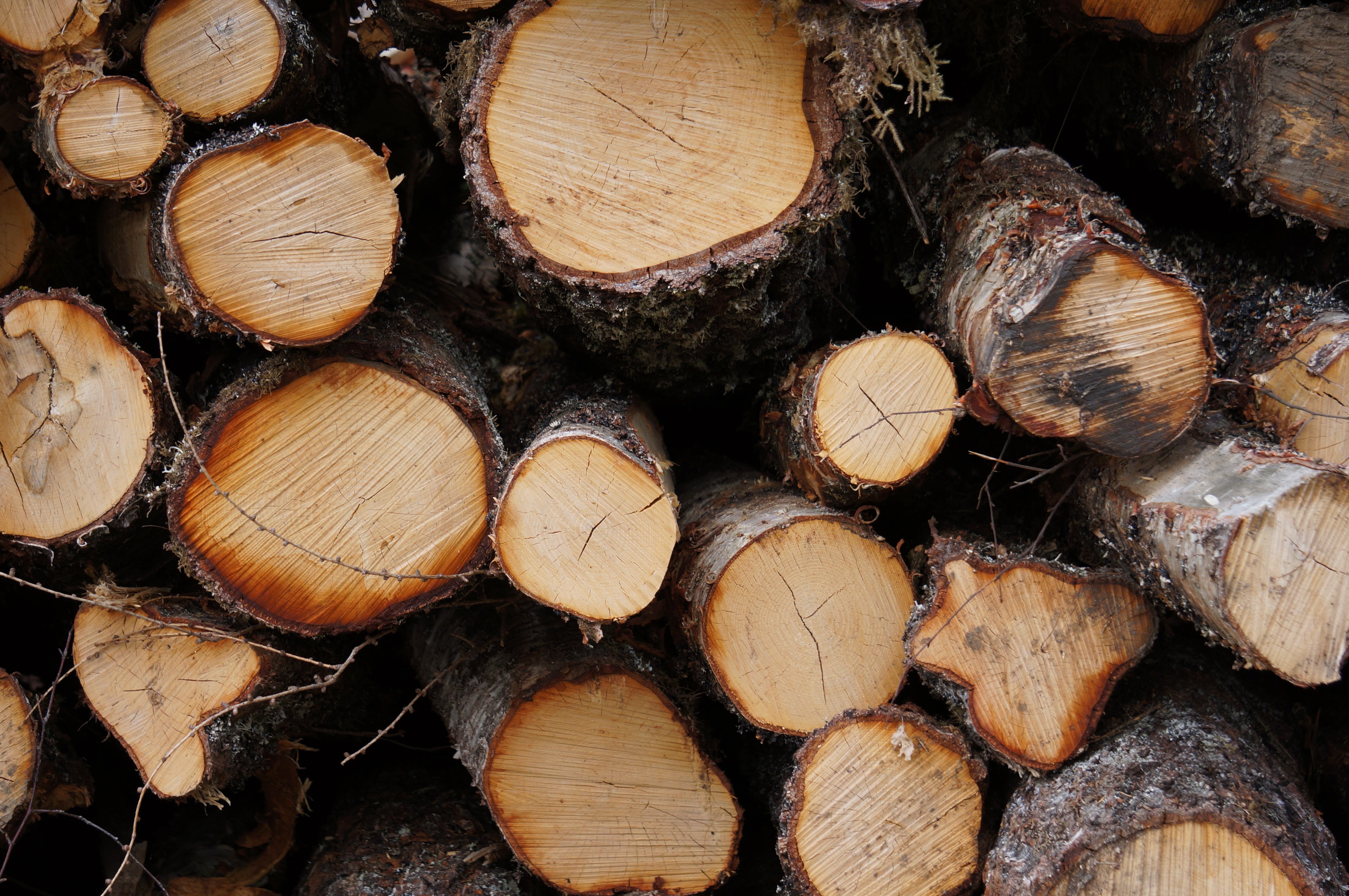 Close-up image of a stack of logs.