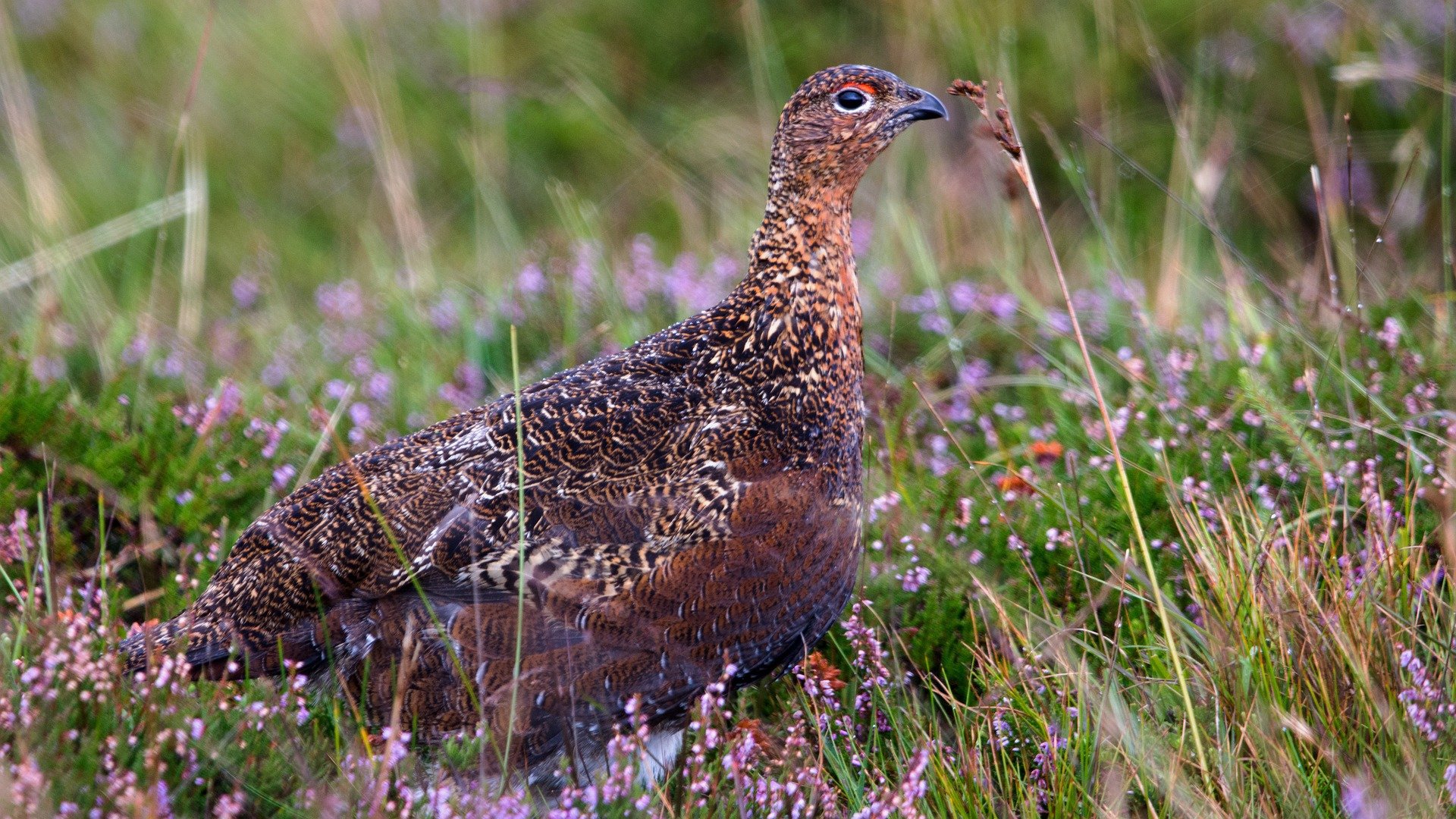 Image of a red grouse sitting in heather.