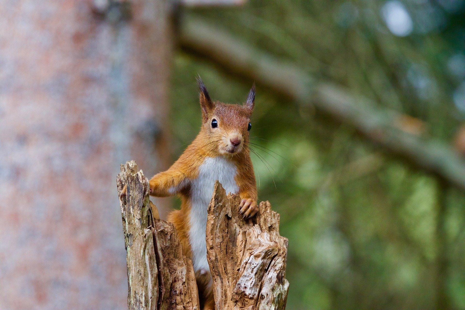 Image of a red squirrel sitting in a tree.