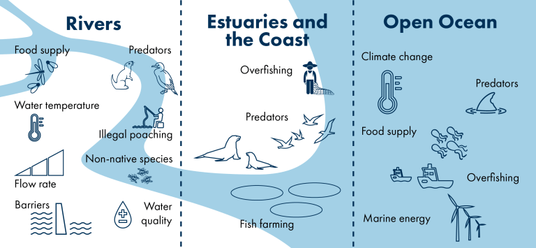 Image showing the pressures facing wild salmon across rivers, estuaries and open ocean